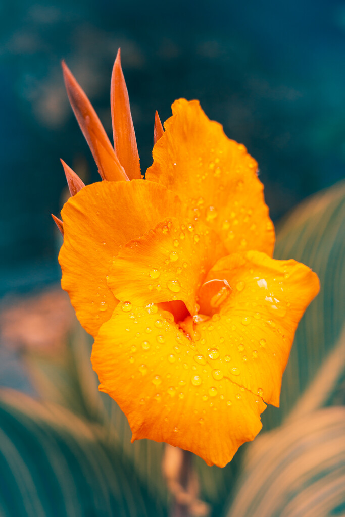 Canna Lily by cocokinetic