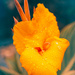 Canna Lily