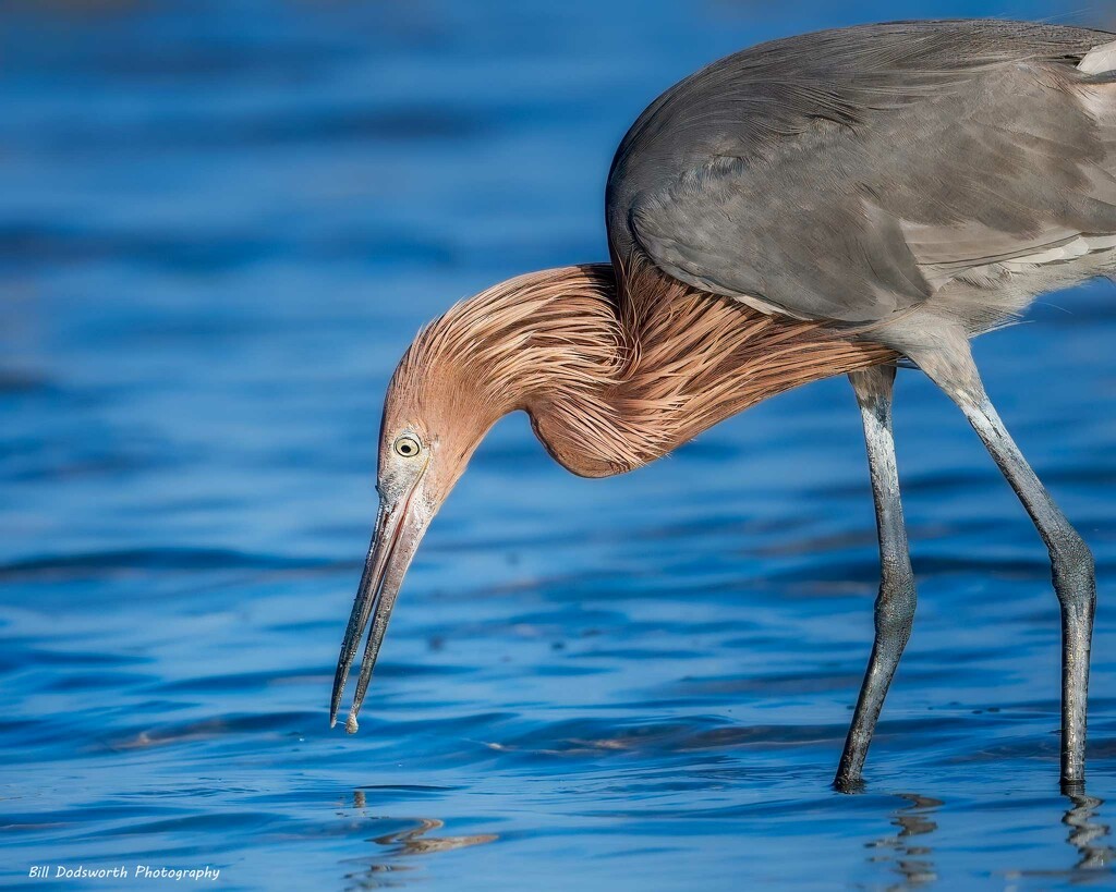 Reddish Egret by photographycrazy