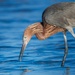 Reddish Egret