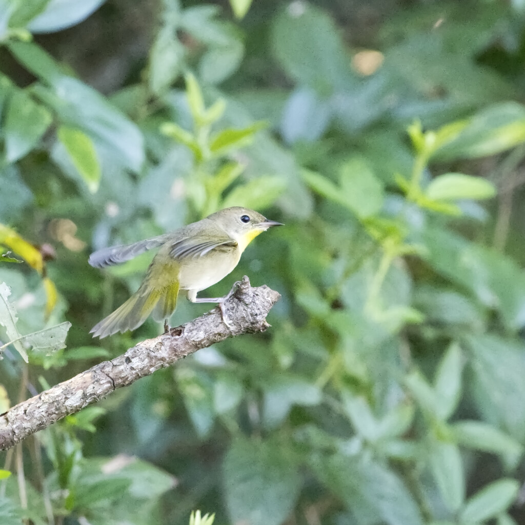 Common Yellowthroat by peachfront