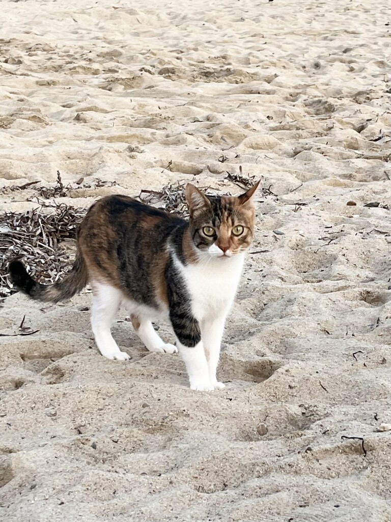 Beach Kitty by beckyk365