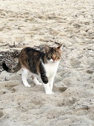 20th Sep 2024 - Beach Kitty