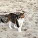 Beach Kitty