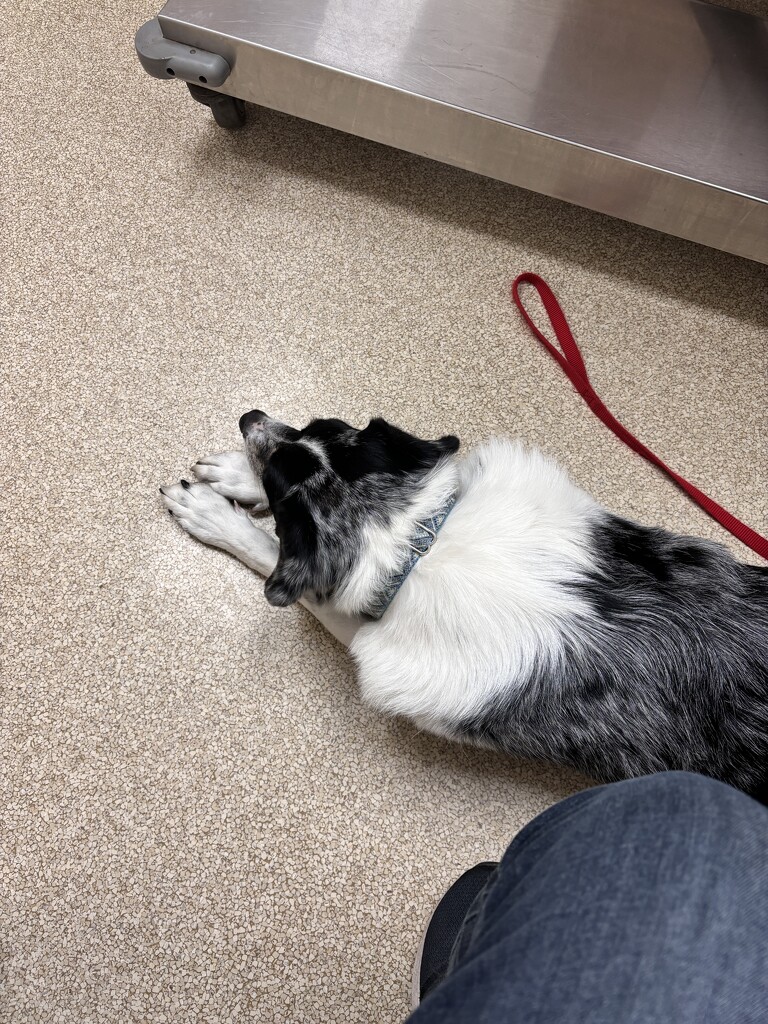 IMG_7700 vet appointment-good girl by pennyrae