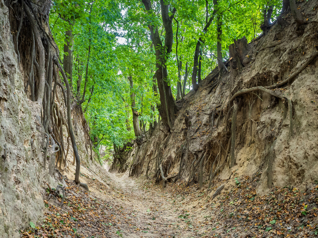 Loess ravine by haskar