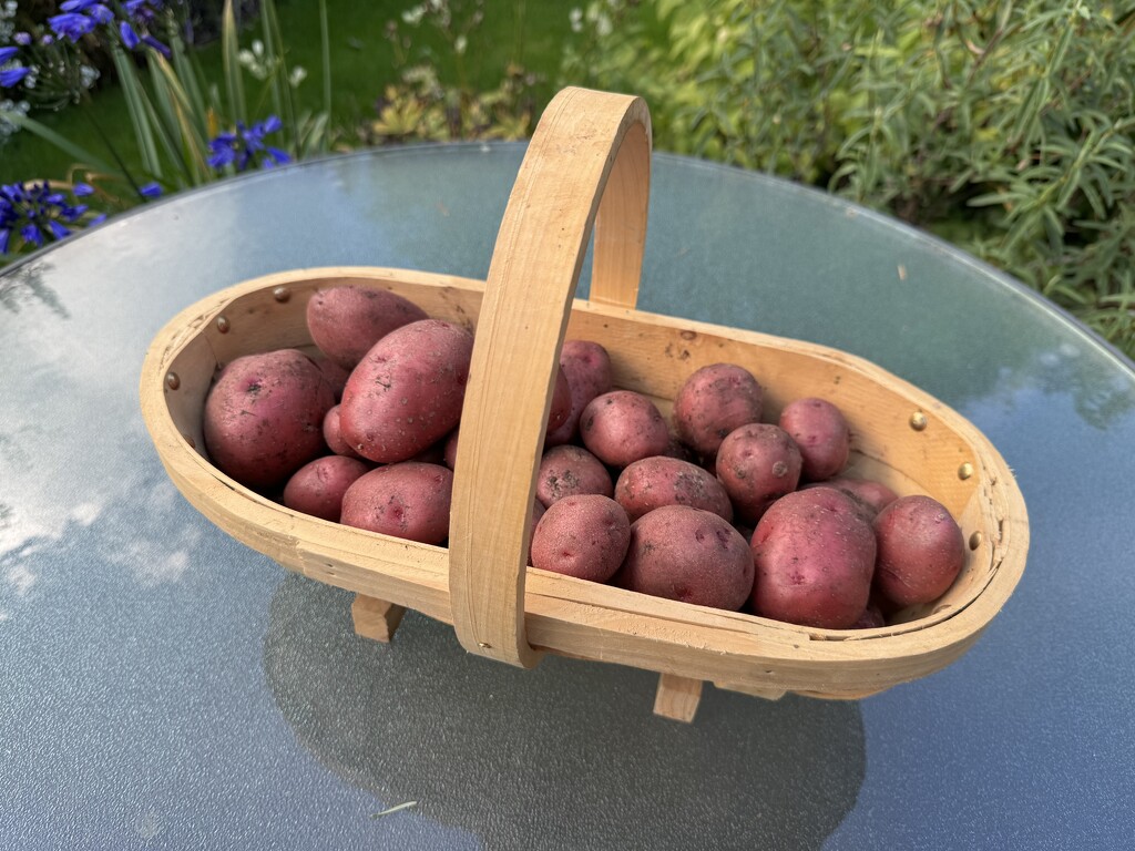 My Potato Harvest by susiemc