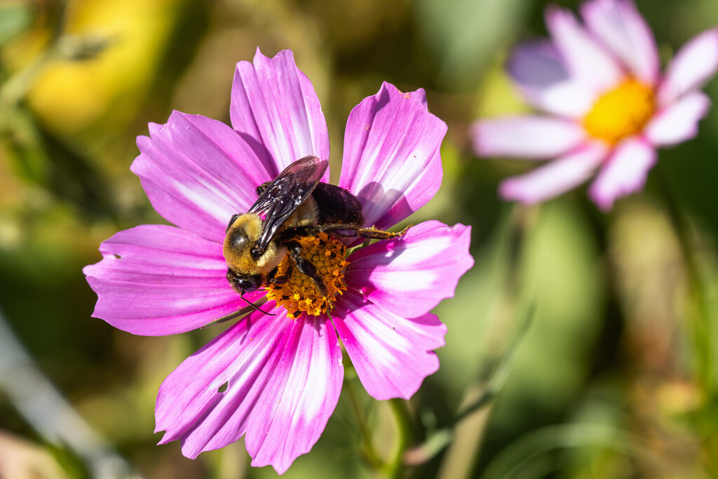 cosmos bumble bee by aecasey