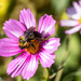 cosmos bumble bee