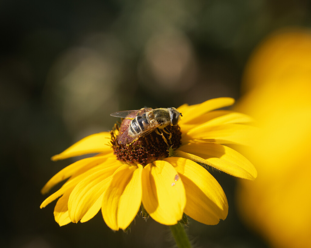 black-eyed susan and bee by aecasey