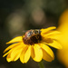 black-eyed susan and bee