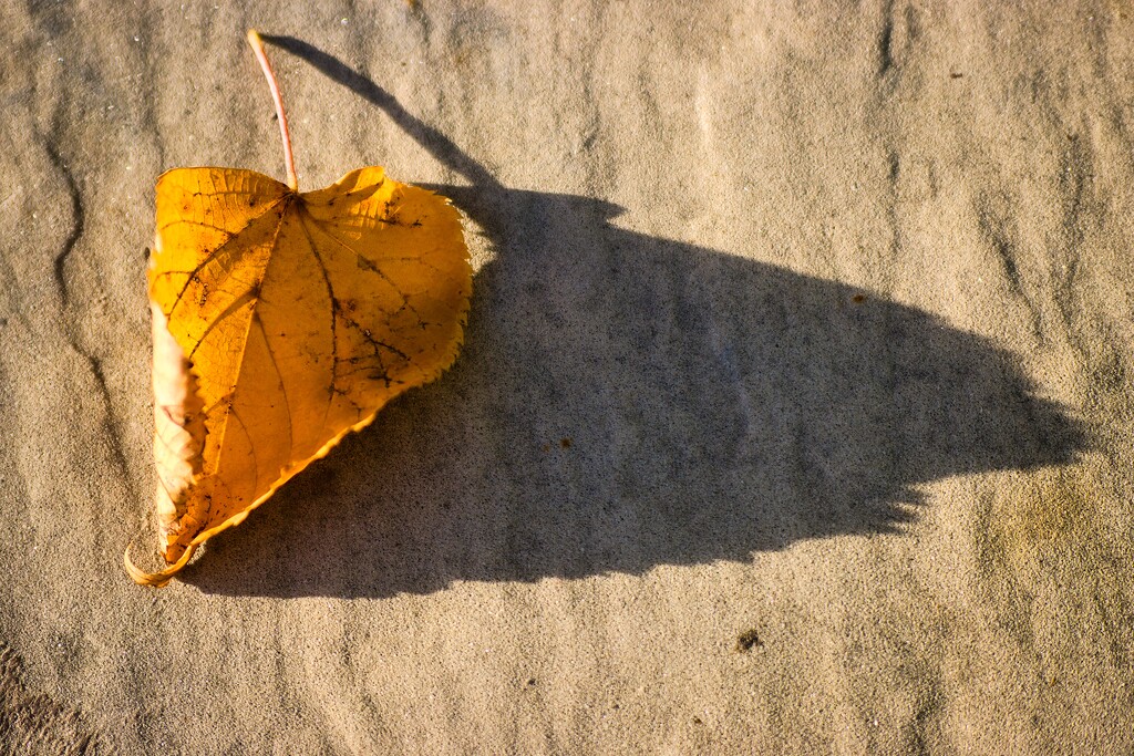 Leaf in evening sun by okvalle