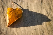 27th Sep 2024 - Leaf in evening sun