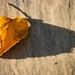 Leaf in evening sun