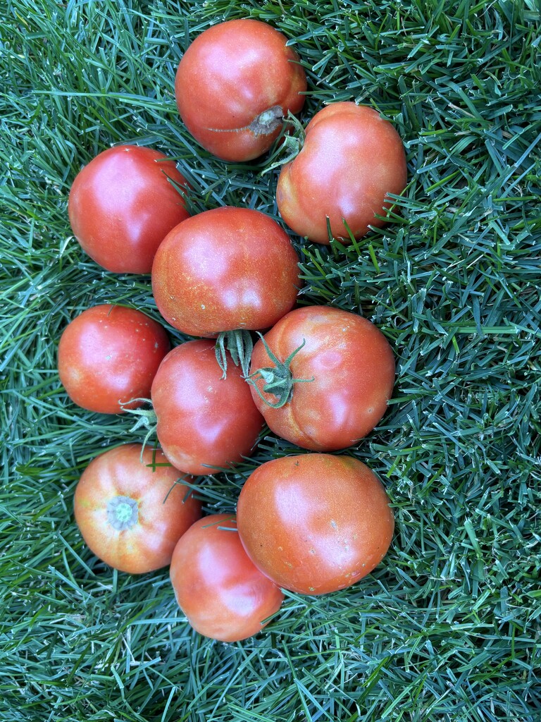 Tomatoes of the day by pirish