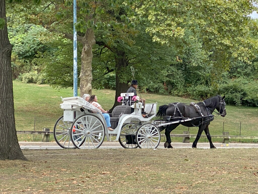 A carriage ride in Central Park by tunia