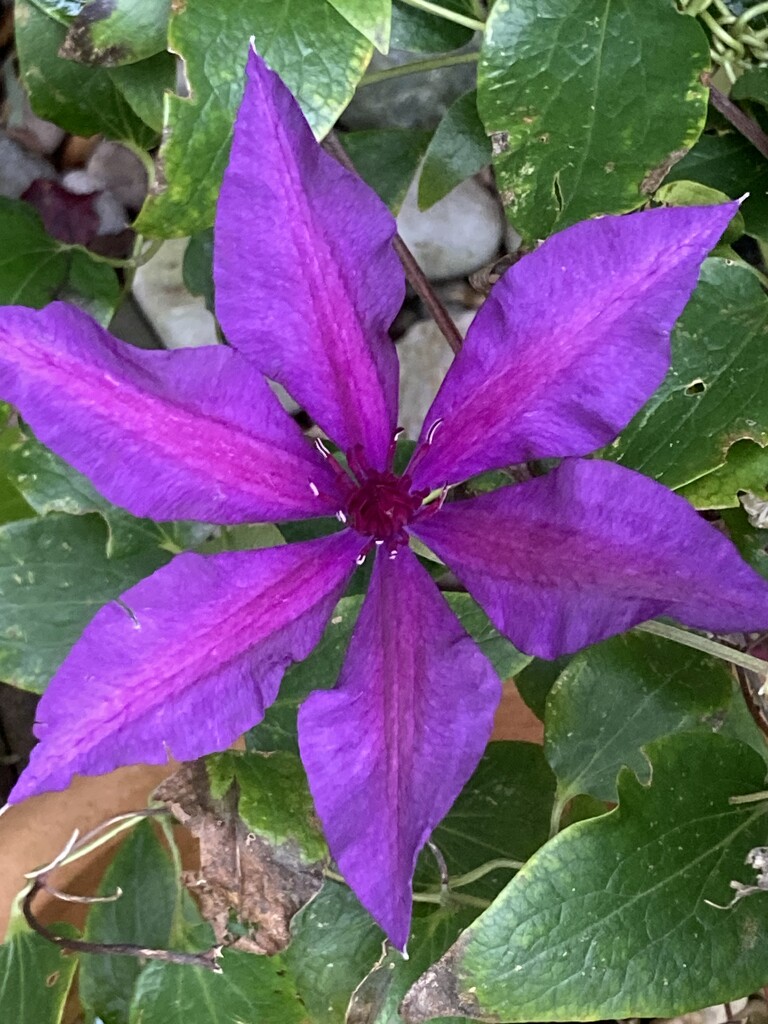 Clematis Flower by cataylor41