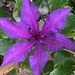 Clematis Flower