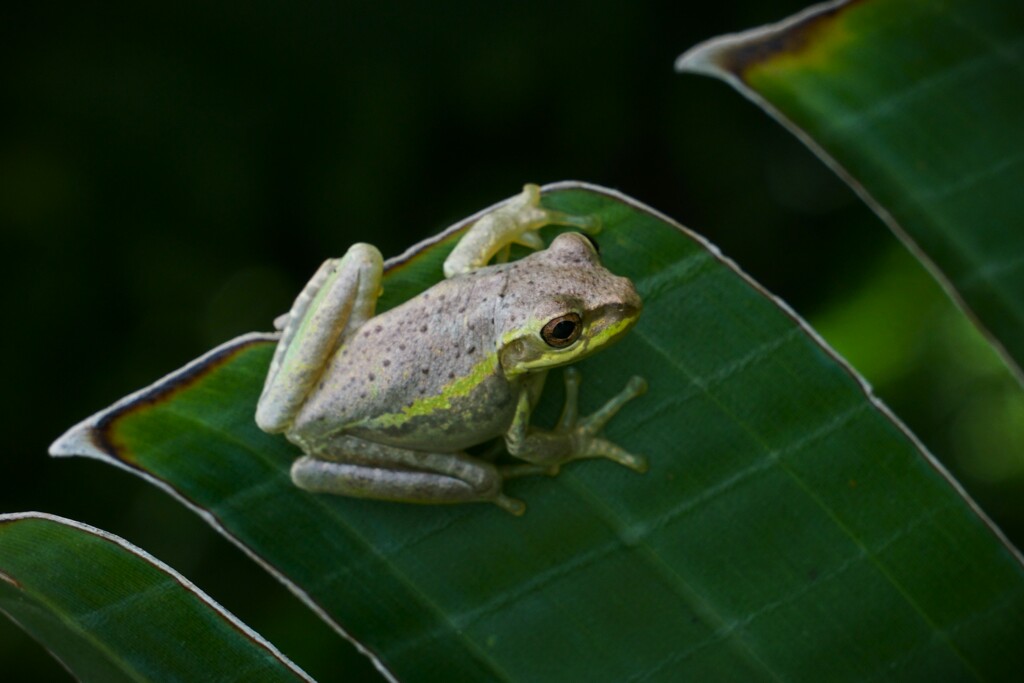 Frog on Plaid Paradise by photohoot