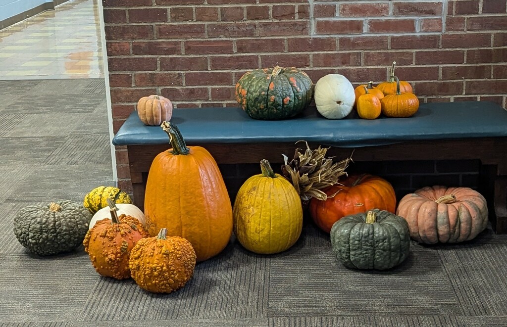 Pumpkin Display by julie