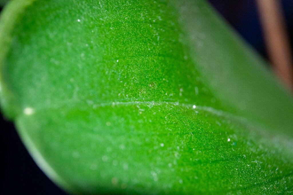 Macro of a leaf by nipica