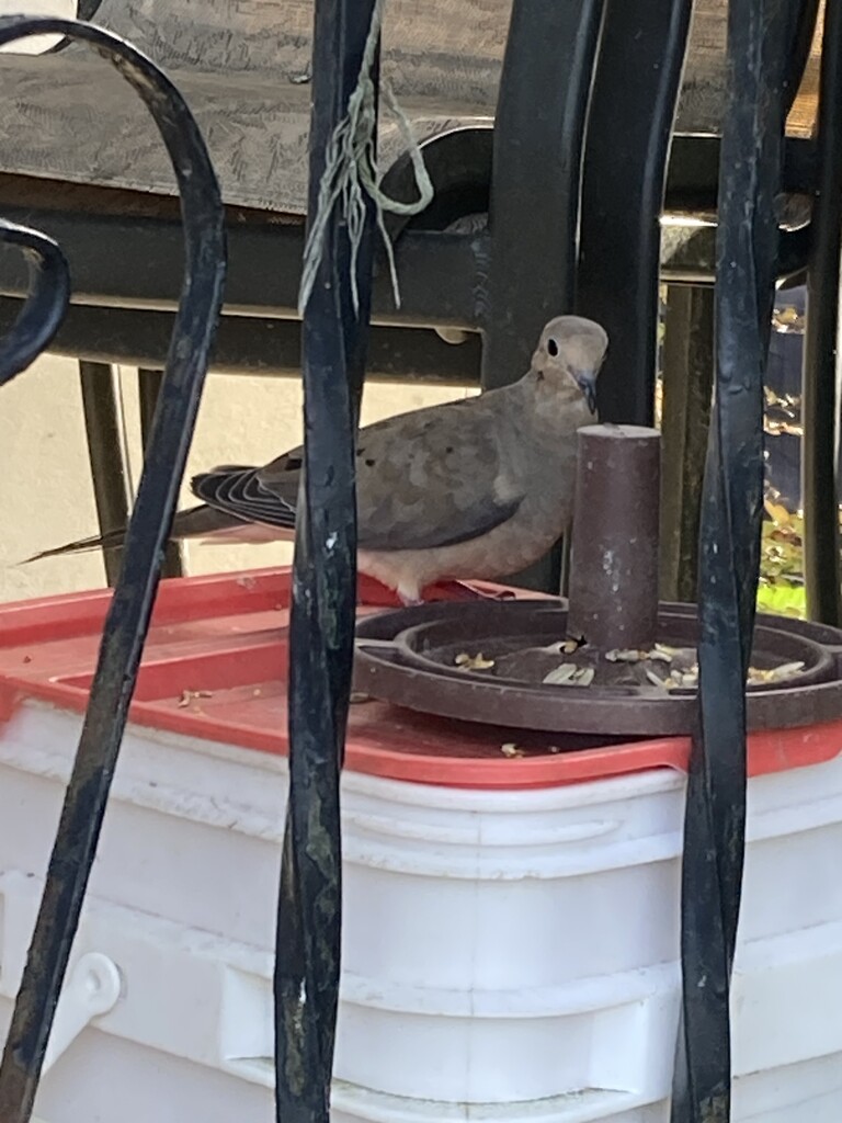 Dove Eating by spanishliz