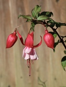 27th Sep 2024 - Fuchsia