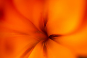 23rd Sep 2024 - lily abstract