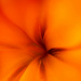 lily abstract