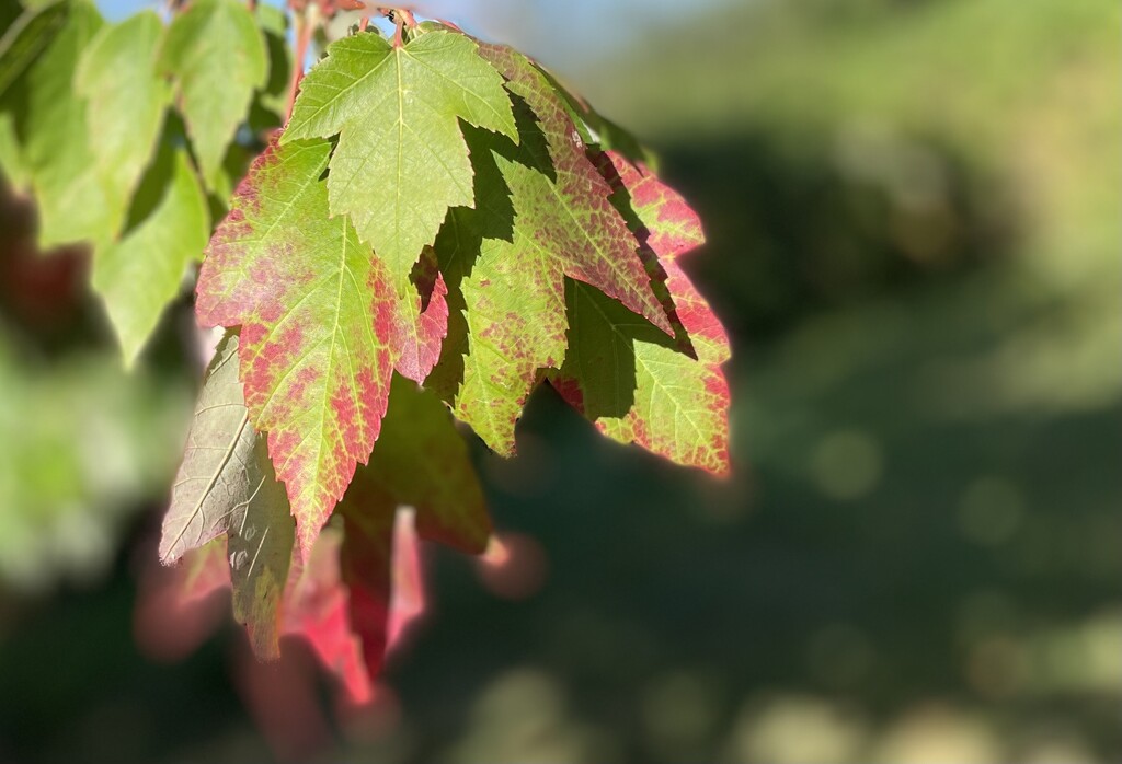 Red maple tree by am2584