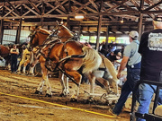 27th Sep 2024 - Horse Pull