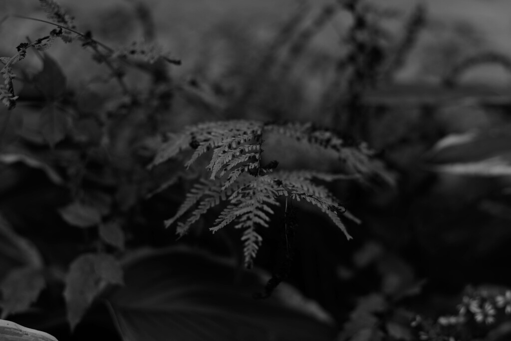 Fern sooc by darchibald