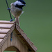 Chickadee