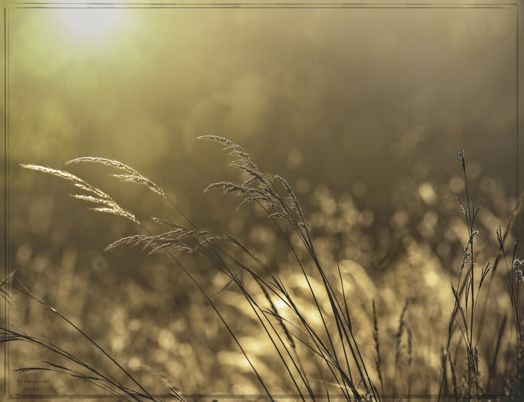 Harvest Gold by bluemoon