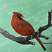 cardinal in acrylic