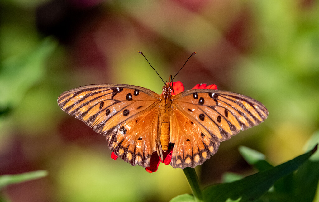 Gulf Fritillary Butterfly! by rickster549