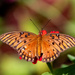 Gulf Fritillary Butterfly!