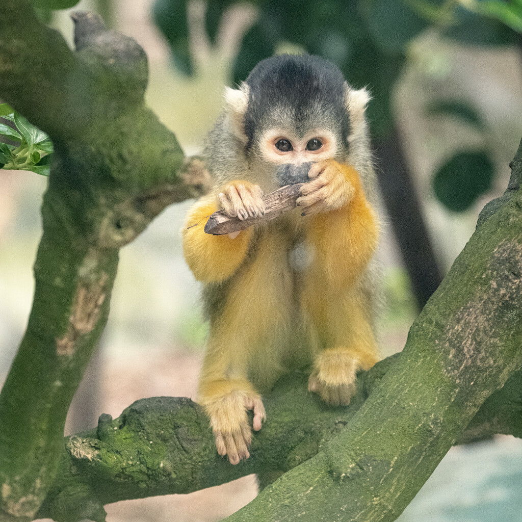 Monkey See, Monkey Chew by helenw2