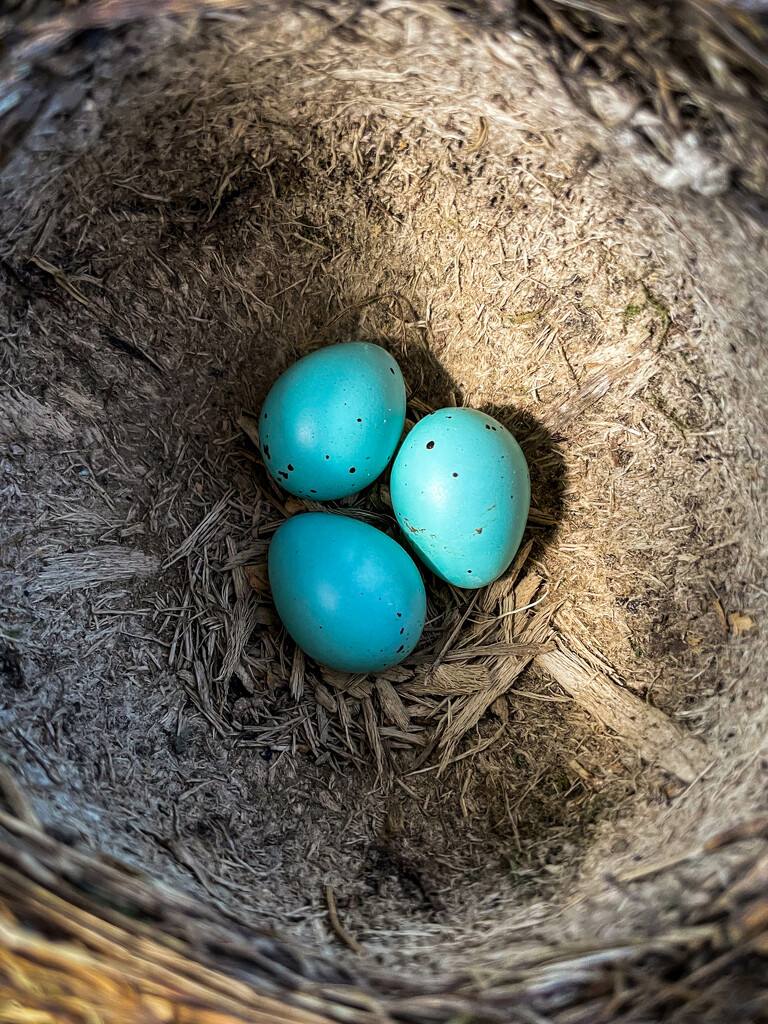 Song Thrush Nest by nickspicsnz