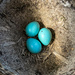 Song Thrush Nest