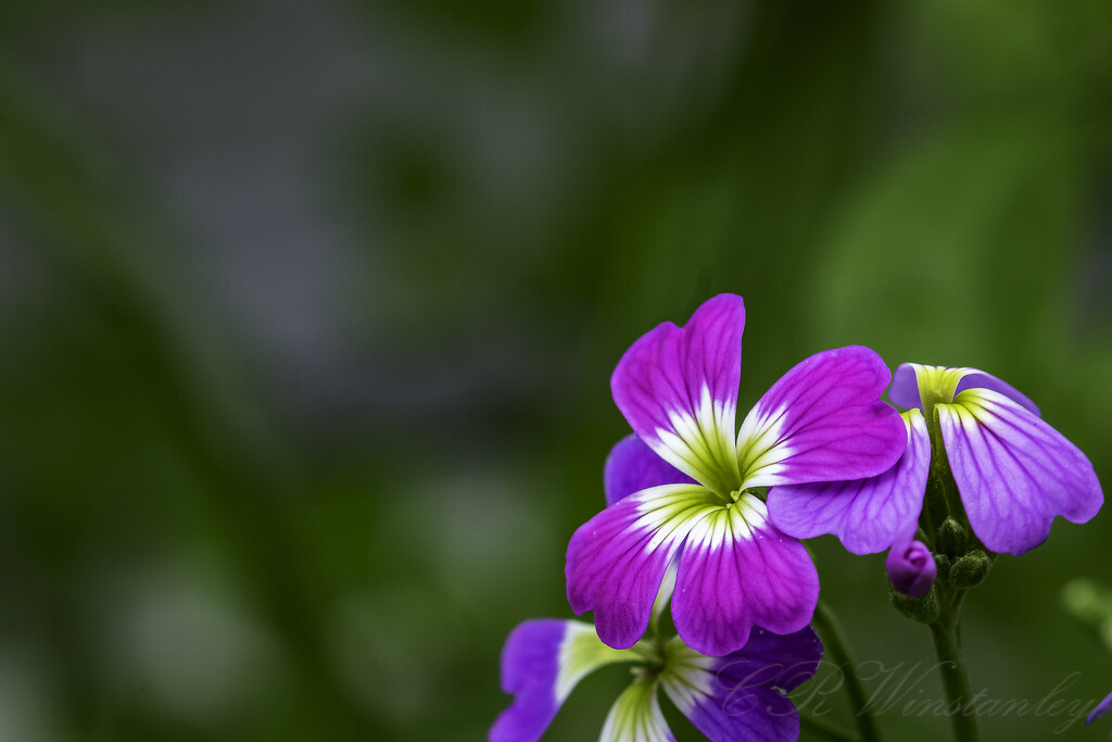 Single Woodland Bloom by kipper1951