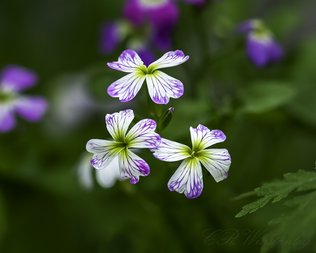 Three Woodland Blooms by kipper1951