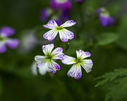 24th Sep 2024 - Three Woodland Blooms