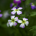 Three Woodland Blooms