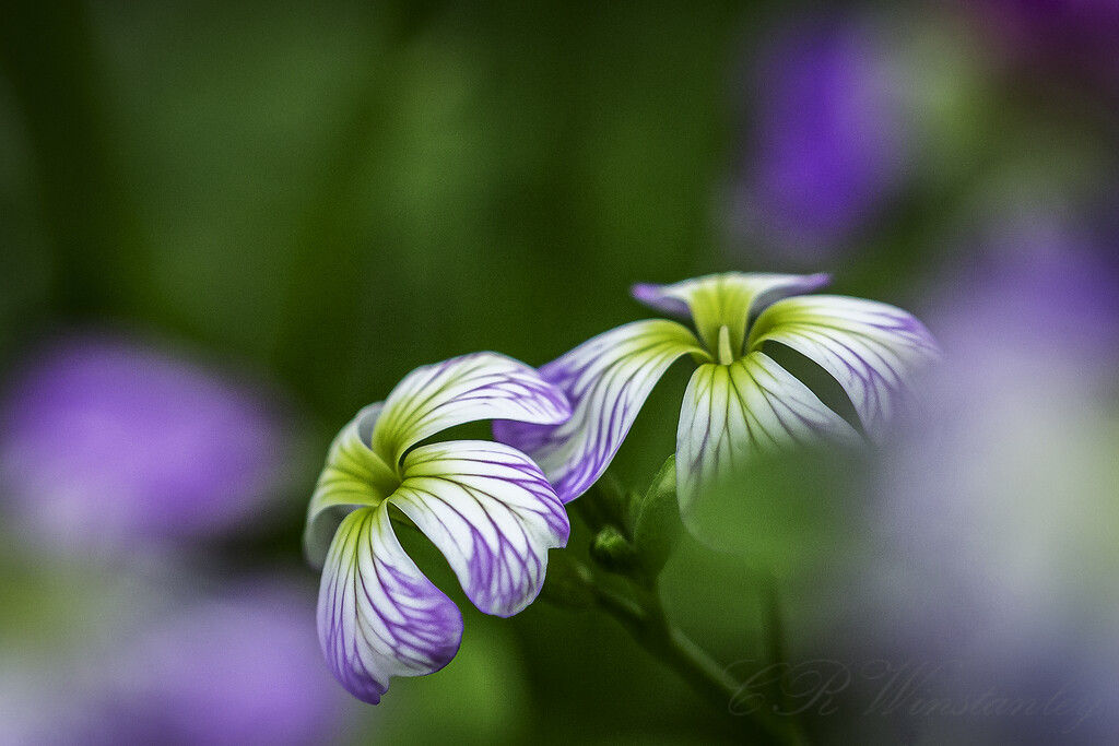 Two Woodland Blooms by kipper1951