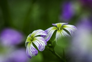 23rd Sep 2024 - Two Woodland Blooms