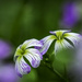 Two Woodland Blooms