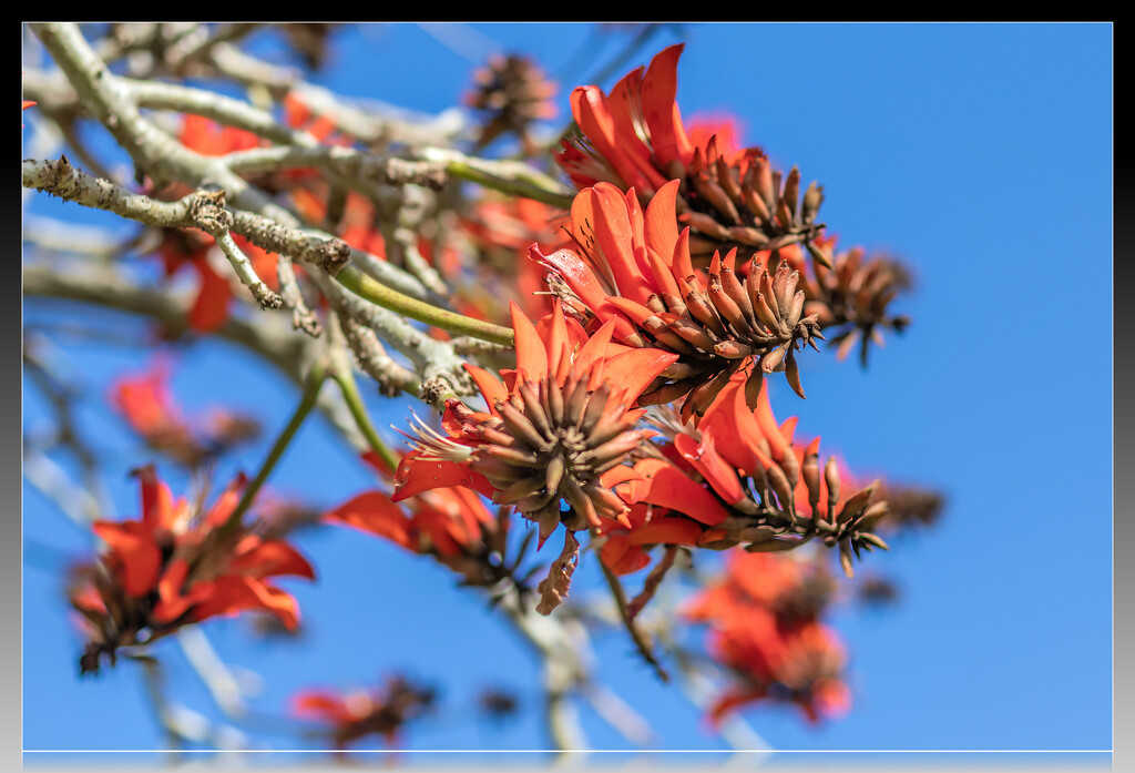 Still blooming  by ludwigsdiana