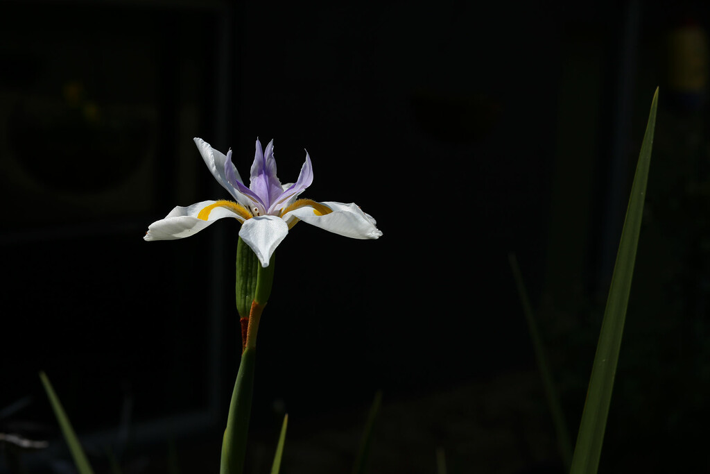 African Iris by jeneurell