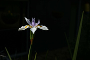 28th Sep 2024 - African Iris